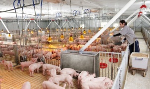 Công nghệ giúp giảm giá thành, mở đường cho ngành chăn nuôi bứt phá