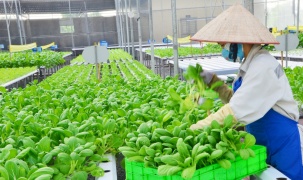 Liên kết '3 nhà': Nền tảng đột phá khoa học công nghệ trong nông nghiệp