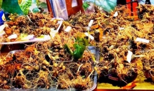 Đà Nẵng phát triển dược liệu theo hướng hiện đại, gắn với kinh tế tuần hoàn