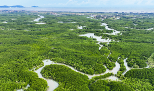 Việt Nam sẽ xây dựng cơ sở dữ liệu carbon xanh quốc gia, lộ trình giảm phát thải từ carbon xanh