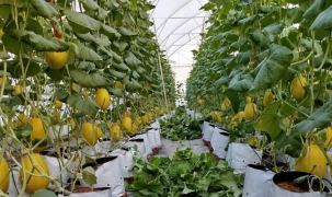 Hải Phòng: Chuyển mình với nông nghiệp số từ những nhà màng dưa lưới tiên phong