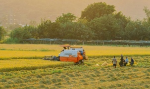 Đồng bằng sông Cửu Long đối diện thực tế đất nông nghiệp giảm và sinh kế thay đổi