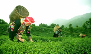 Lai Châu: Khơi nguồn sáng tạo, khẳng định giá trị nông sản qua sở hữu trí tuệ