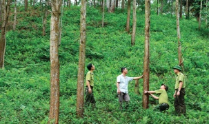 Hoàn thành cơ sở dữ liệu rừng phục vụ thực thi EUDR trước 31/12/2026