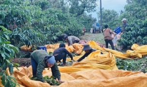 Đánh thức 'linh hồn' đất bazan