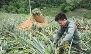 Nâng tầm nông sản Điện Biên: Từ thương hiệu địa phương đến tấm 'giấy thông hành' pháp lý