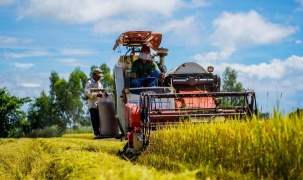 Tăng cường triển khai các giải pháp thúc đẩy sản xuất, xuất khẩu gạo trong tình hình mới