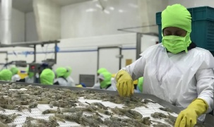 Xuất khẩu tôm tăng mạnh nhưng vẫn đối mặt với nhiều thách thức