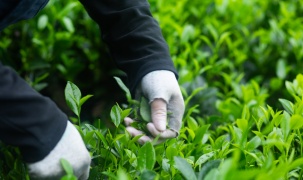 Câu chuyện đằng sau những đôi bàn tay nhào nặn nên vị trà