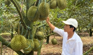 Lâm Đồng mở rộng nông nghiệp hữu cơ, xây dựng chuỗi giá trị nông sản xanh