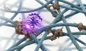 Đột phá chống lão hóa: Enzyme mới có thể loại bỏ hợp chất AGE – 
