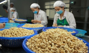 Trung Quốc, Mỹ chiếm gần một nửa kim ngạch xuất khẩu hạt điều của Việt Nam