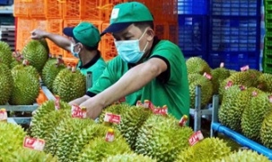 Thị trường 1,4 tỷ dân mở cửa, xuất khẩu sầu riêng vượt 1 tỷ USD nhưng giá vẫn lao dốc
