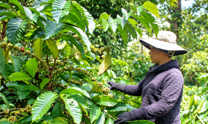 Đắk Lắk: Đưa kỹ thuật VietGAP vào 69 ha cà phê của đồng bào dân tộc thiểu số