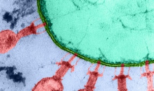 Startup Mỹ tuyên bố dùng AI thiết kế virus để điều trị bệnh