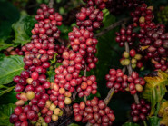 Công nghệ chế biến sâu: 