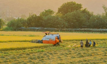 Đồng bằng sông Cửu Long đối diện thực tế đất nông nghiệp giảm và sinh kế thay đổi