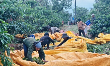 Đánh thức 'linh hồn' đất bazan
