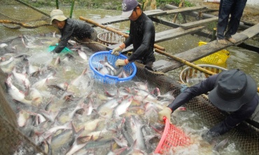 Ứng dụng công nghệ cao và cách mạng AI trong nuôi trồng thủy sản