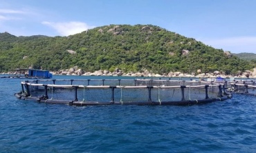 Tăng năng suất nhờ áp dụng mô hình nuôi biển công nghệ cao