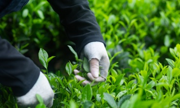 Nghệ thuật đánh thức trọn vẹn tinh túy xứ Thái