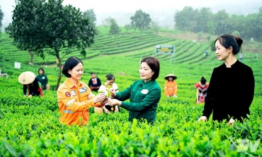 Thái Nguyên đưa 149 vùng chè lên bản đồ số bằng GPS