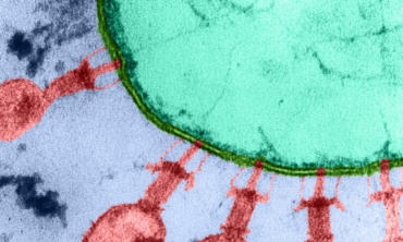 Startup Mỹ tuyên bố dùng AI thiết kế virus để điều trị bệnh